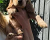 Cocker Spaniel (Show)