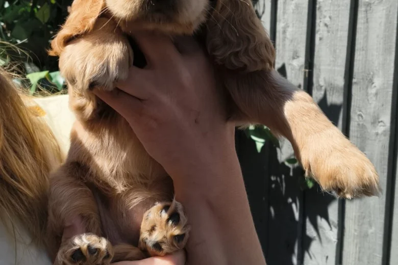 Cocker Spaniel (Show)