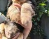 Cocker Spaniel (Show)