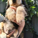 Cocker Spaniel (Show)