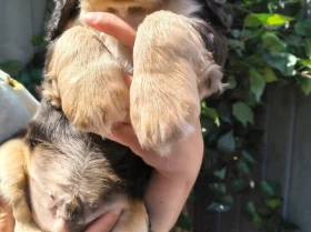 Cocker Spaniel (Show)