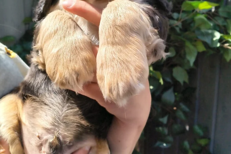 Cocker Spaniel (Show)