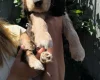 Cocker Spaniel (Show)