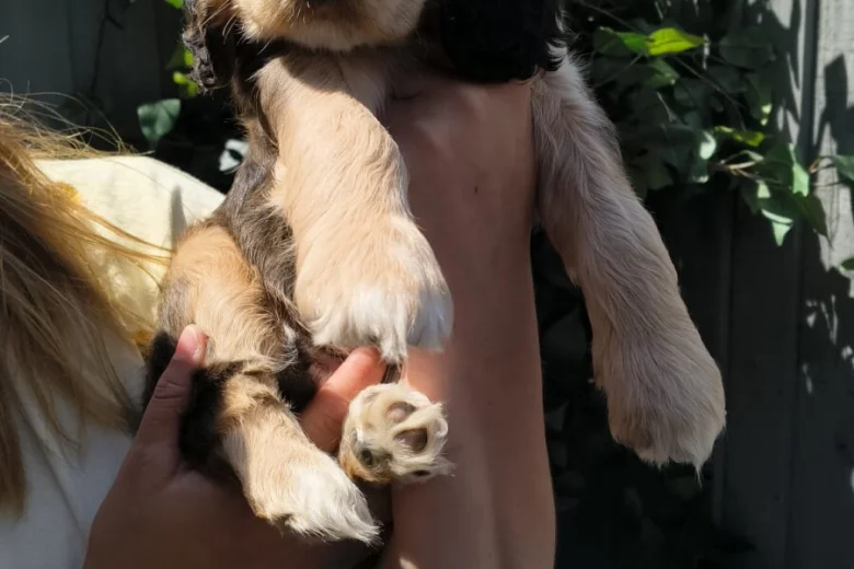 Cocker Spaniel (Show)