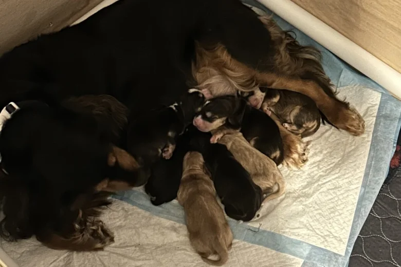 Cocker Spaniel (Show)