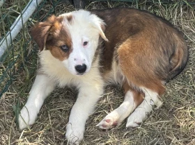 Border Collie
