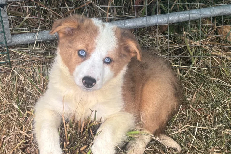Border Collie