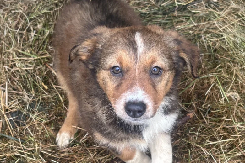 Border Collie