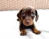 Dachshund (Miniature Smooth Haired)