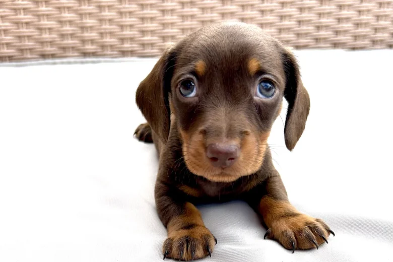 Dachshund (Miniature Smooth Haired)