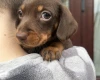 Dachshund (Miniature Smooth Haired)