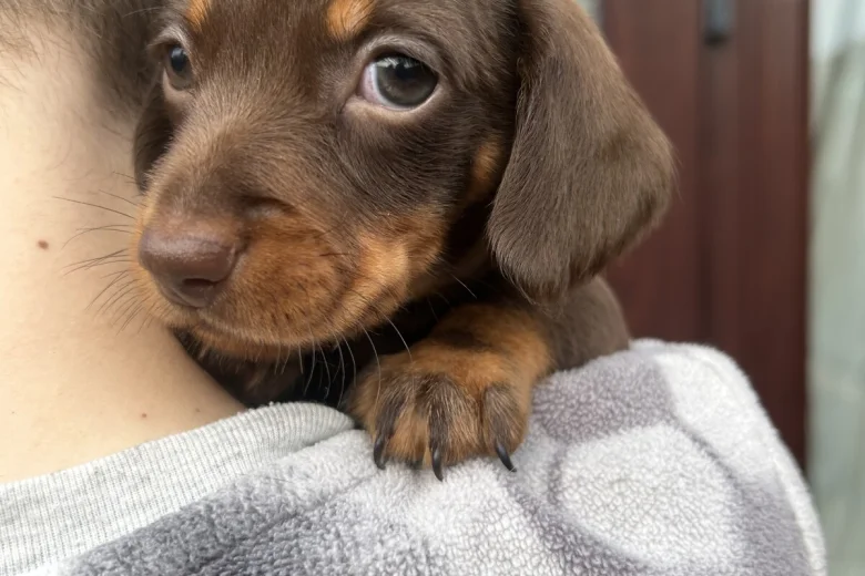 Dachshund (Miniature Smooth Haired)