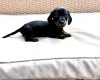 Dachshund (Miniature Smooth Haired)