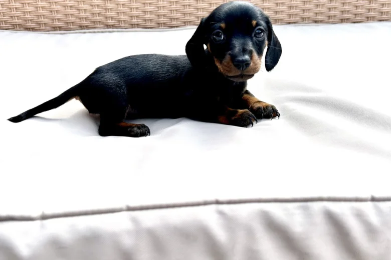 Dachshund (Miniature Smooth Haired)