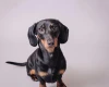 Dachshund (Miniature Smooth Haired)