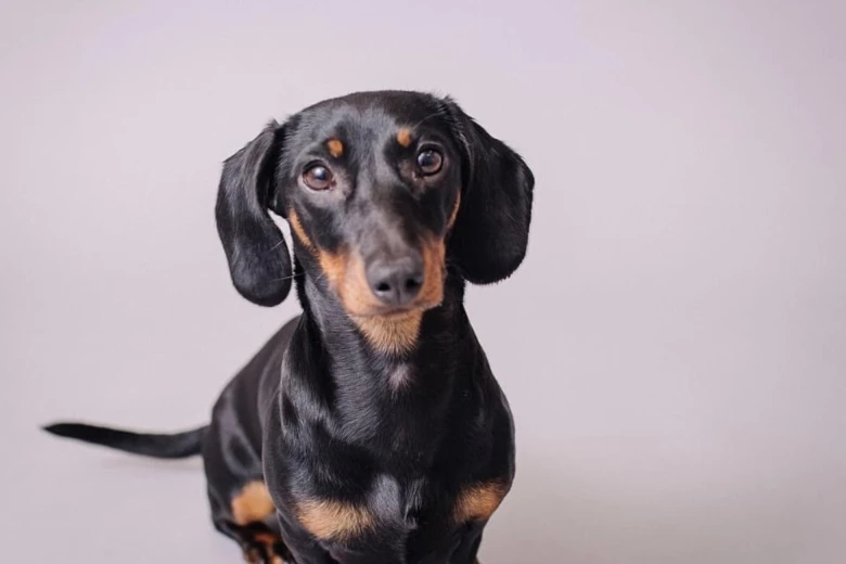 Dachshund (Miniature Smooth Haired)