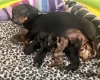 Dachshund (Miniature Smooth Haired)