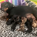 Dachshund (Miniature Smooth Haired)