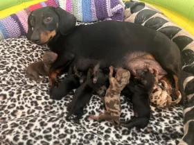 Dachshund (Miniature Smooth Haired)