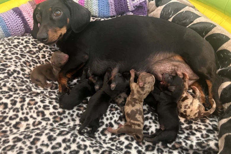 Dachshund (Miniature Smooth Haired)