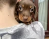 Dachshund (Miniature Smooth Haired)