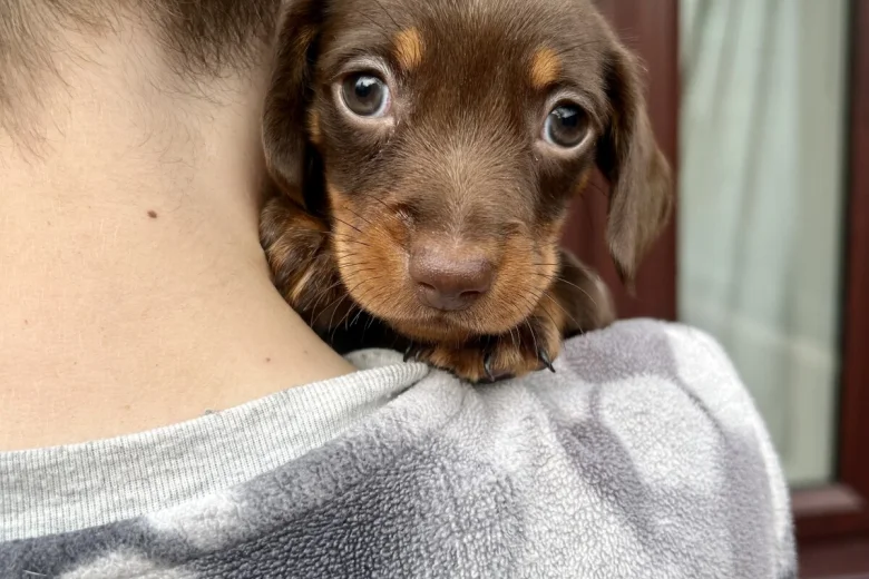 Dachshund (Miniature Smooth Haired)