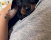Dachshund (Miniature Smooth Haired)