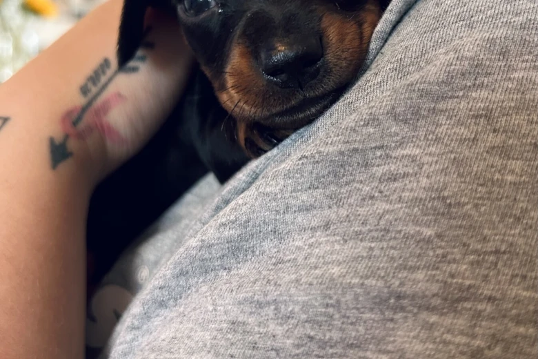Dachshund (Miniature Smooth Haired)