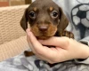 Dachshund (Miniature Smooth Haired)
