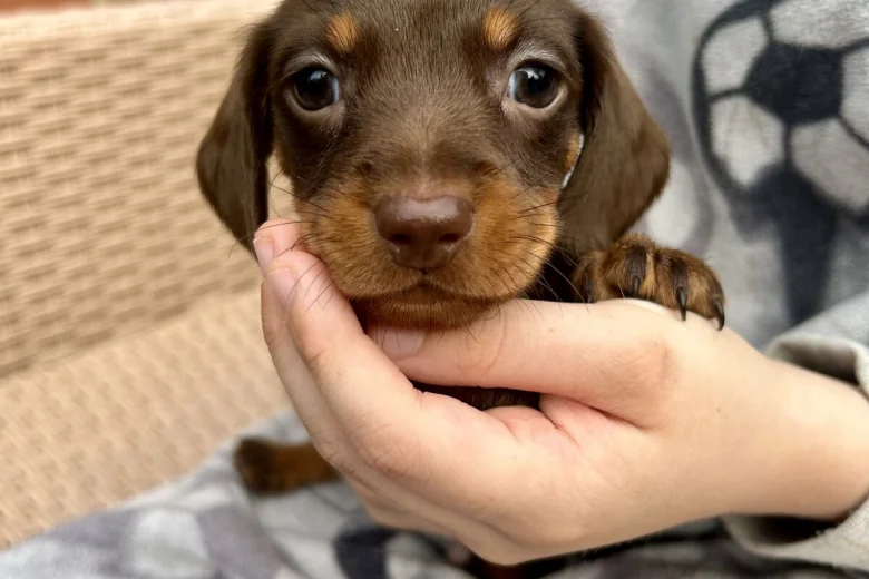 Dachshund (Miniature Smooth Haired)