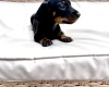 Dachshund (Miniature Smooth Haired)