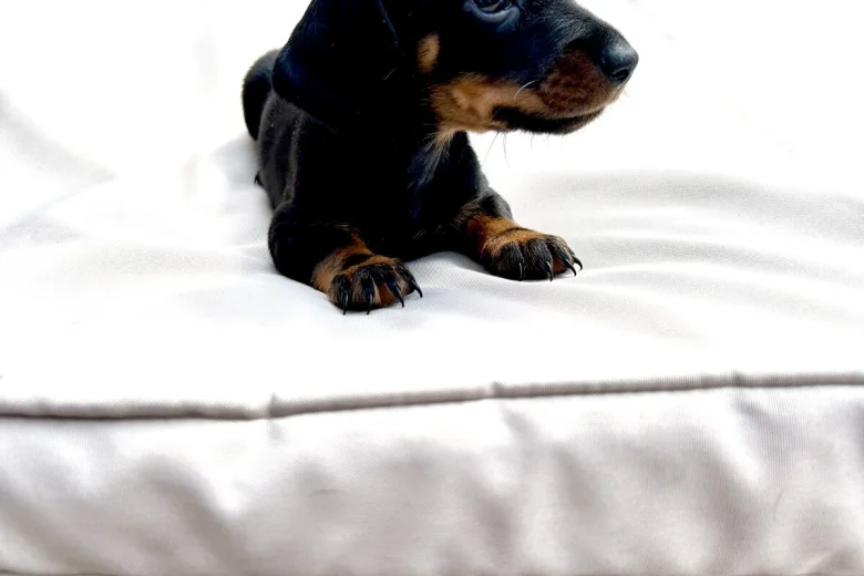 Dachshund (Miniature Smooth Haired)