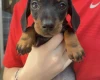 Dachshund (Miniature Smooth Haired)