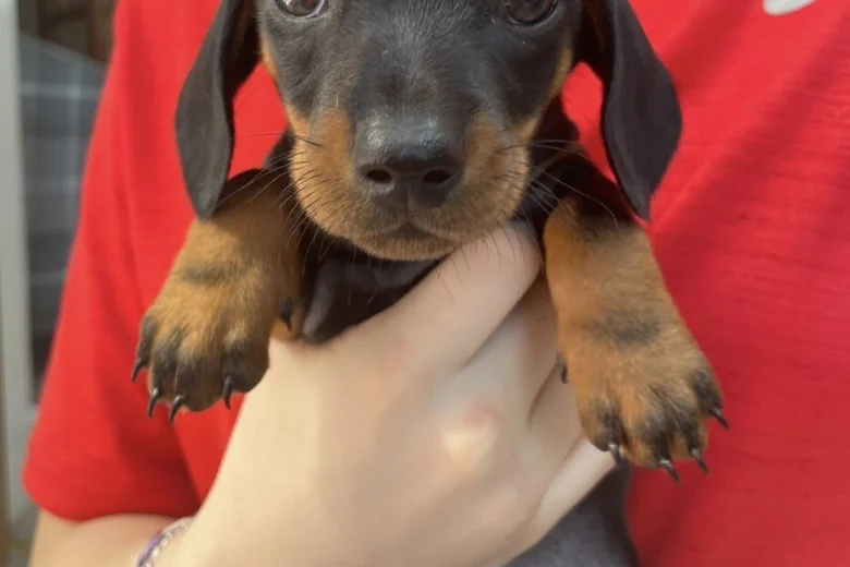 Dachshund (Miniature Smooth Haired)