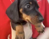 Dachshund (Miniature Smooth Haired)