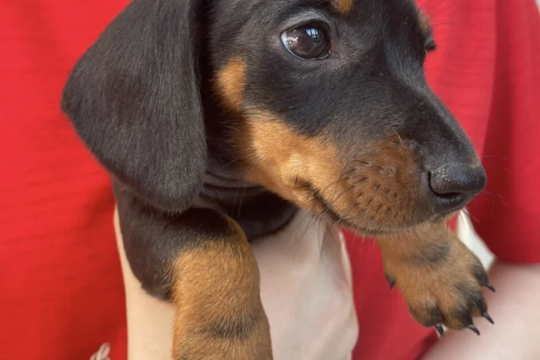 Dachshund (Miniature Smooth Haired)