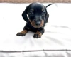 Dachshund (Miniature Smooth Haired)
