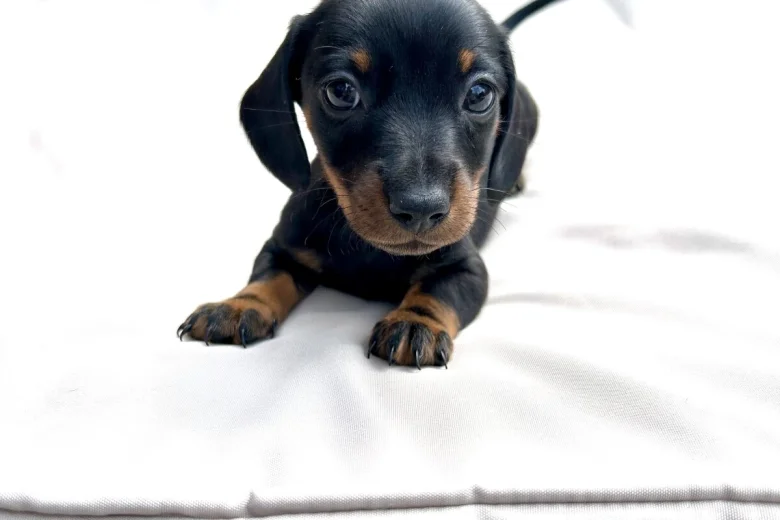 Dachshund (Miniature Smooth Haired)