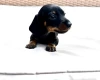 Dachshund (Miniature Smooth Haired)