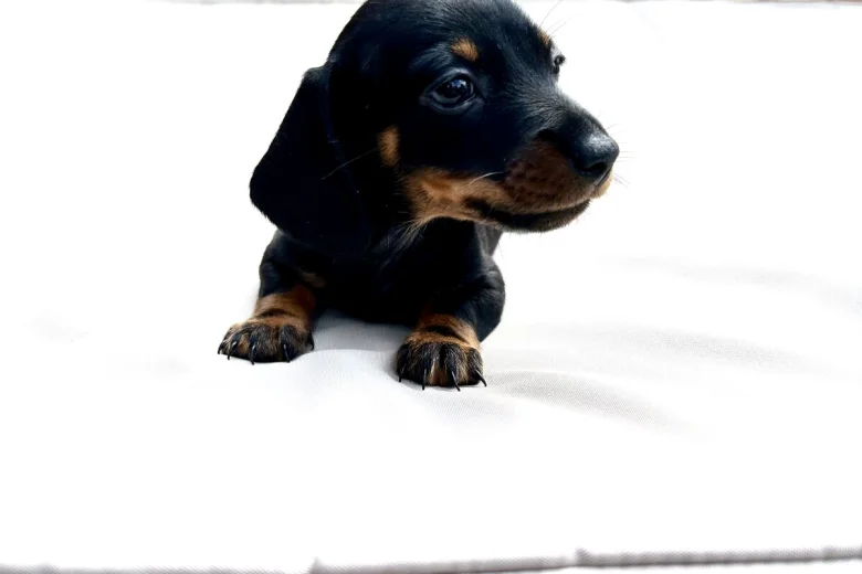 Dachshund (Miniature Smooth Haired)