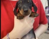 Dachshund (Miniature Smooth Haired)