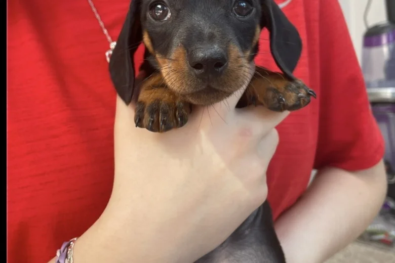 Dachshund (Miniature Smooth Haired)