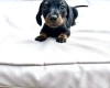 Dachshund (Miniature Smooth Haired)