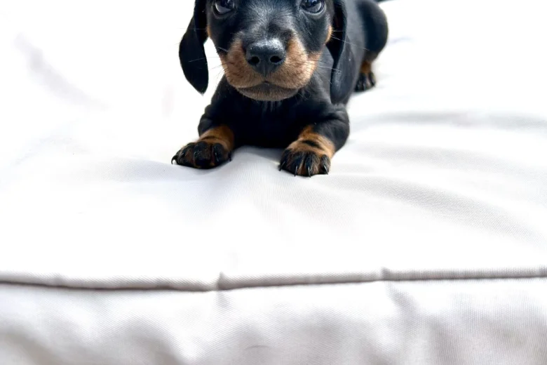 Dachshund (Miniature Smooth Haired)
