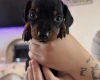 Dachshund (Miniature Smooth Haired)