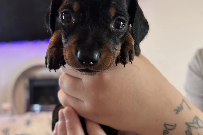 Dachshund (Miniature Smooth Haired)
