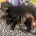 Dachshund (Miniature Smooth Haired)