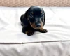 Dachshund (Miniature Smooth Haired)