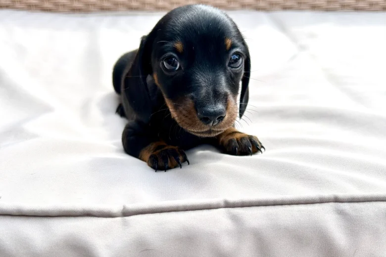 Dachshund (Miniature Smooth Haired)