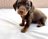 Dachshund (Miniature Smooth Haired)